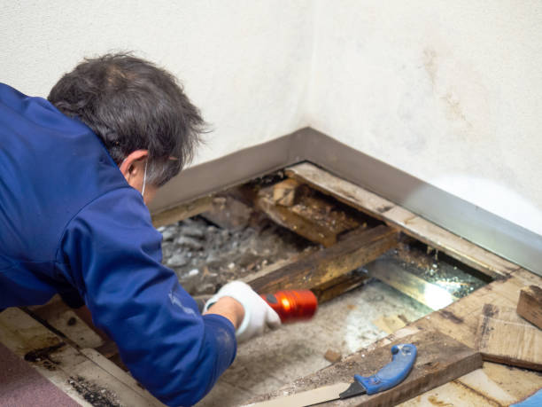  South Rockwood, MI Mold Removal Pros