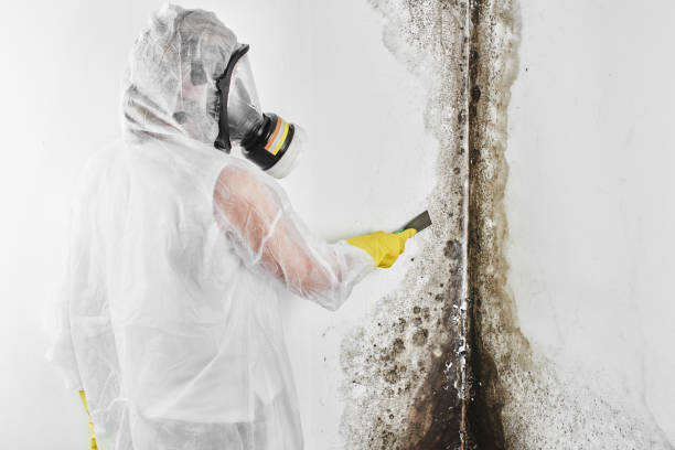 Best Kitchen Mold Remediation in South Rockwood, MI