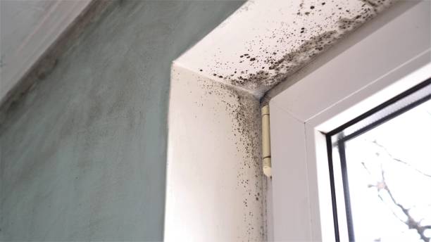 Best Post-Flood Mold Remediation in South Rockwood, MI