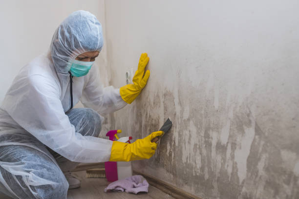 Best Localized Mold Remediation (e.g., coastal areas, humid climates) in South Rockwood, MI