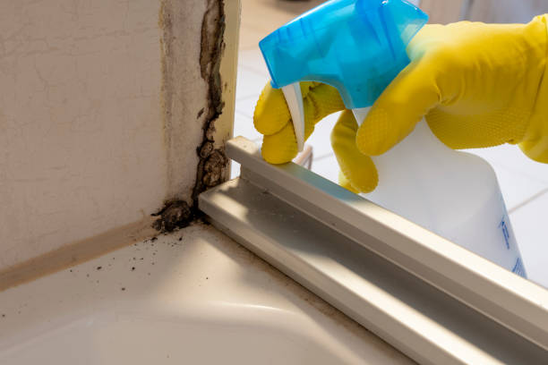 Best DIY Mold Remediation Support Services in South Rockwood, MI
