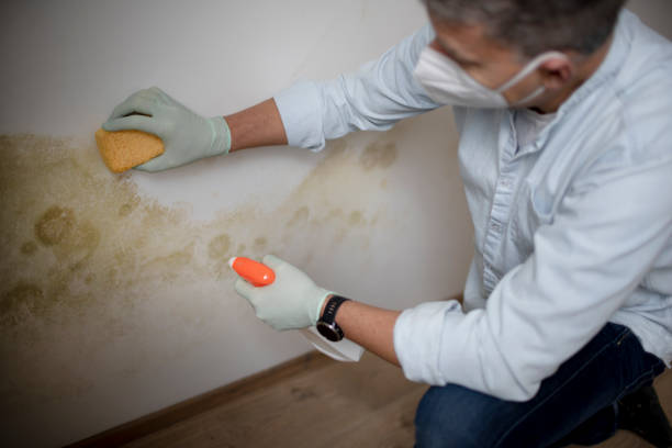 Best HVAC Mold Remediation in South Rockwood, MI