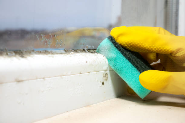 Best Mold Remediation for Schools in South Rockwood, MI