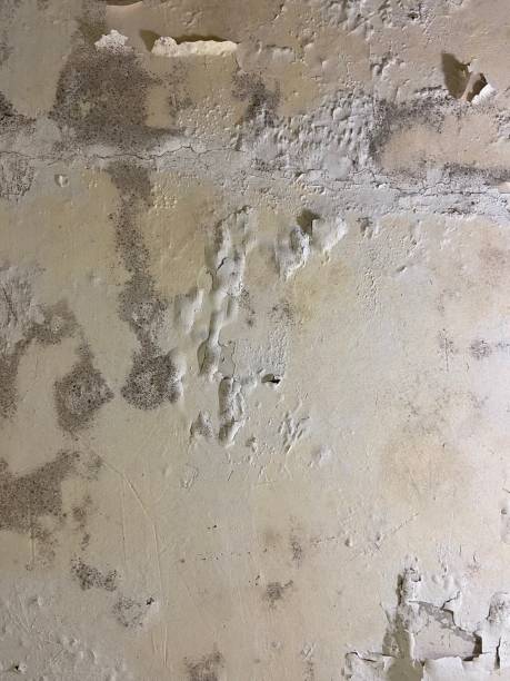 Best Emergency Mold Remediation in South Rockwood, MI