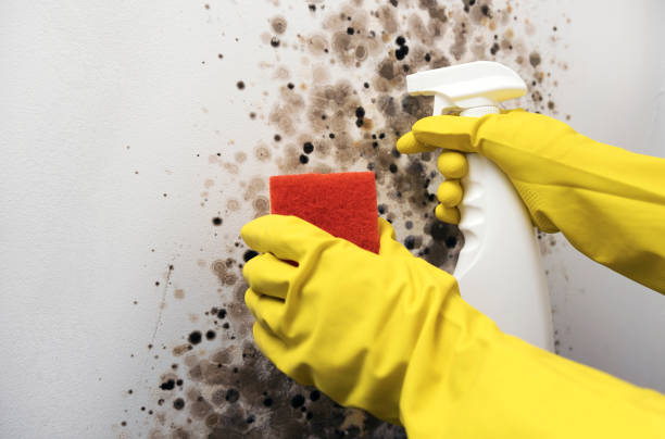 Best Mold Remediation for Specific Building Types in South Rockwood, MI