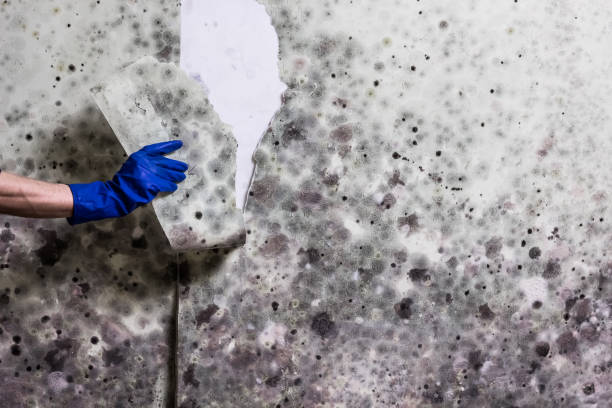 Best Preventive Mold Services in South Rockwood, MI