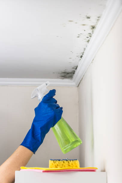 Best Basement Mold Remediation in South Rockwood, MI